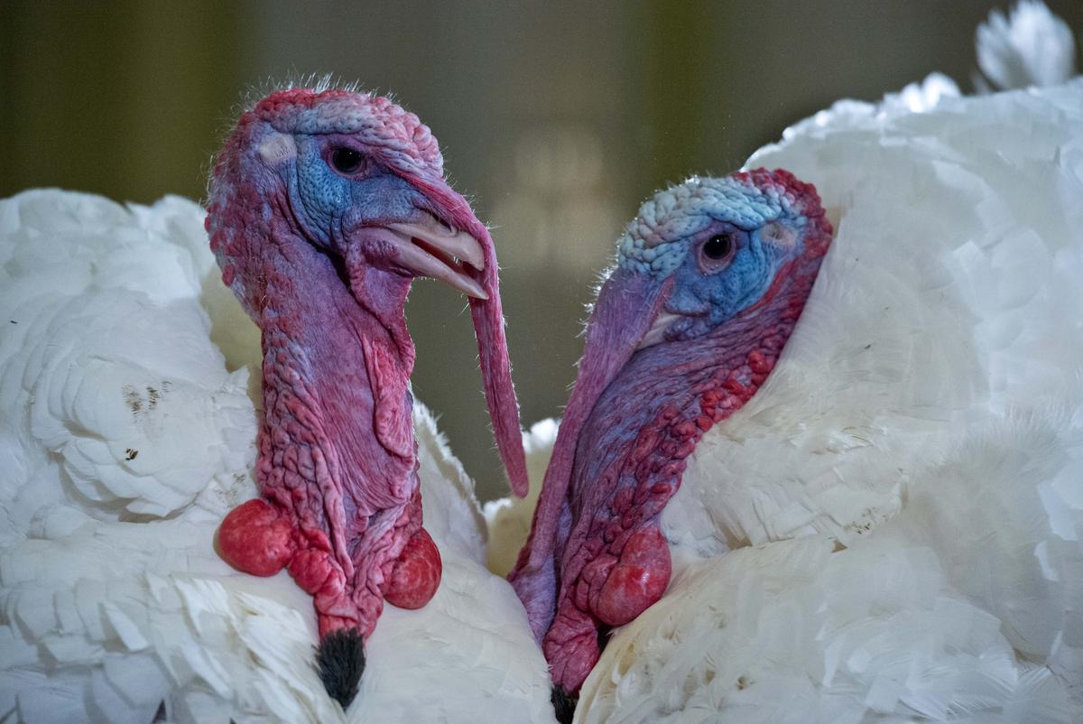 Turkeys Cause Power Outages in Oregon Town
