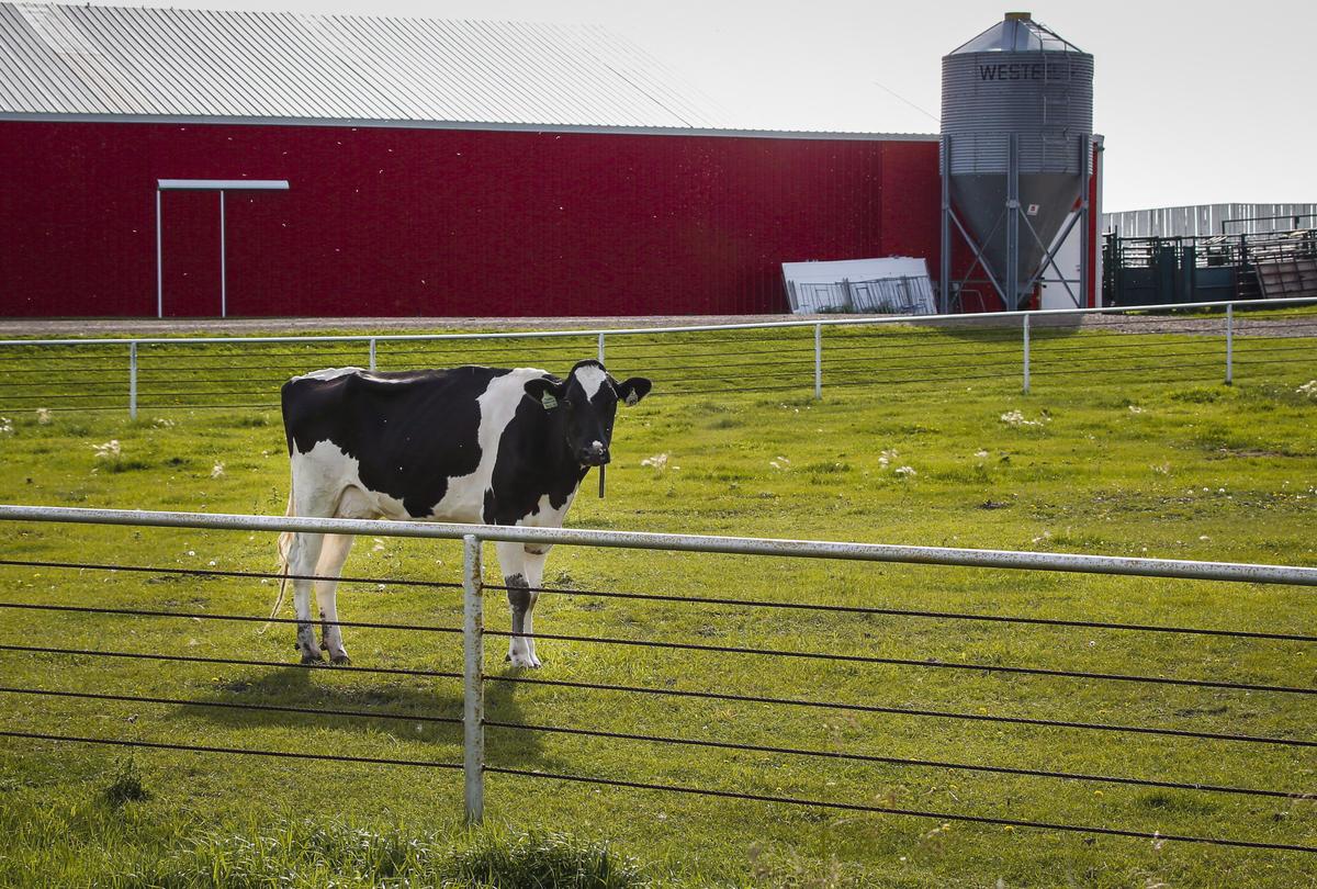 Kids Benefit From Whole Fat-Milk