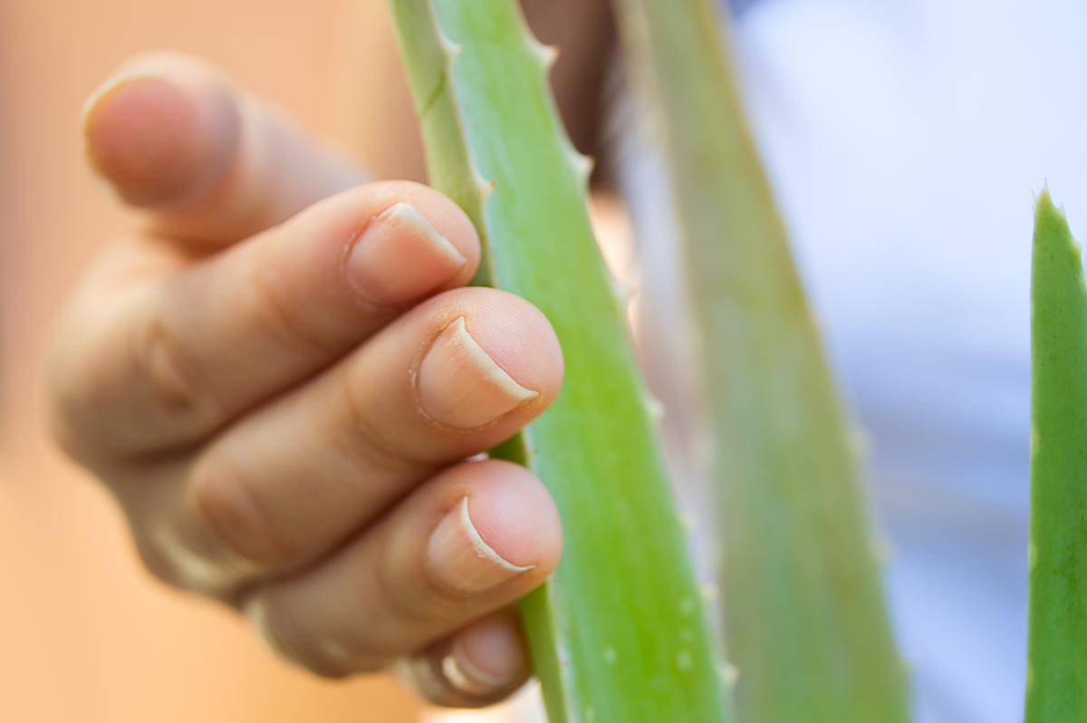 Aloe Vera Fraud: Don’t Get Scammed