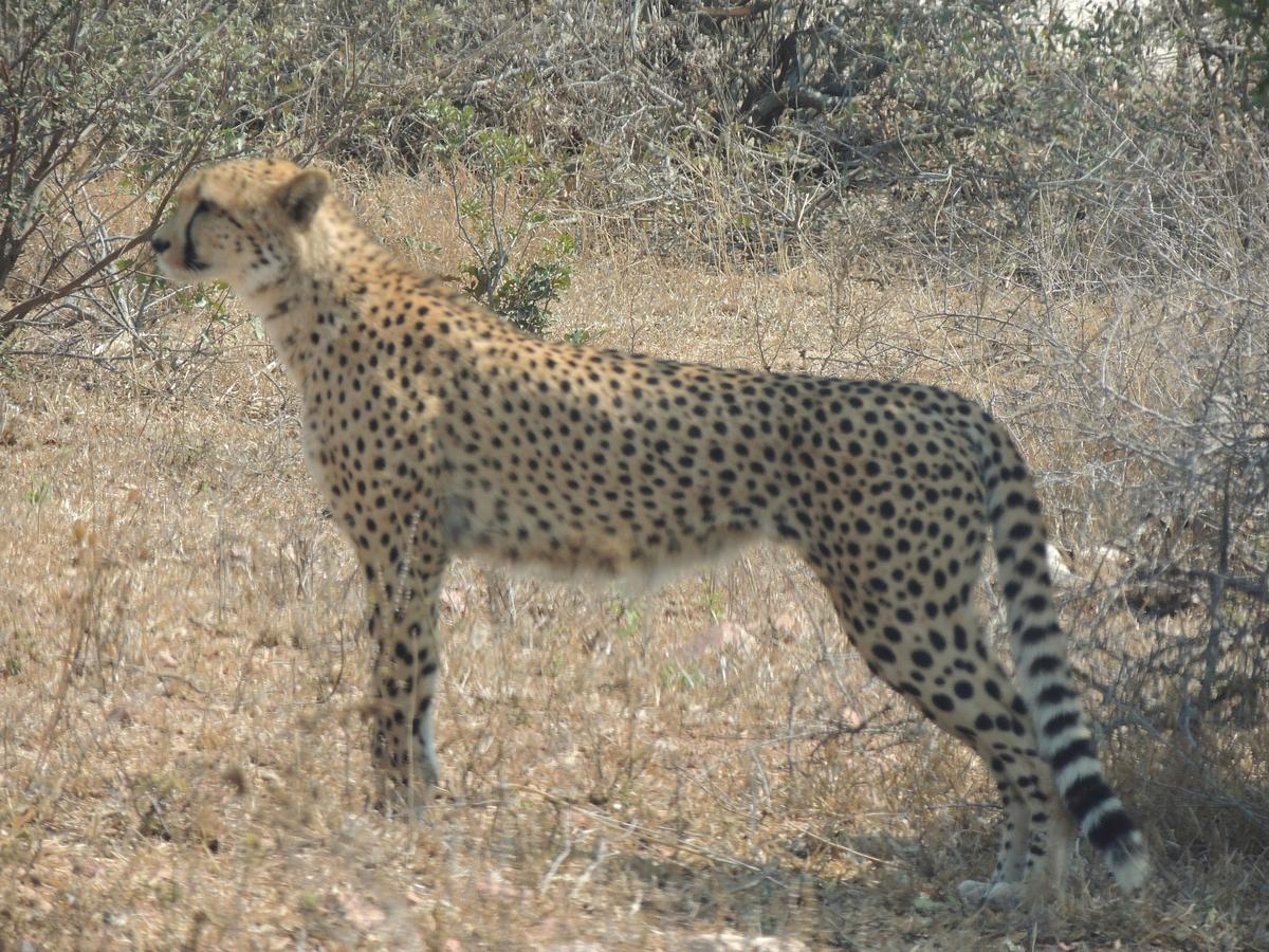 Cheetah Numbers Decline as African Habitat Shrinks