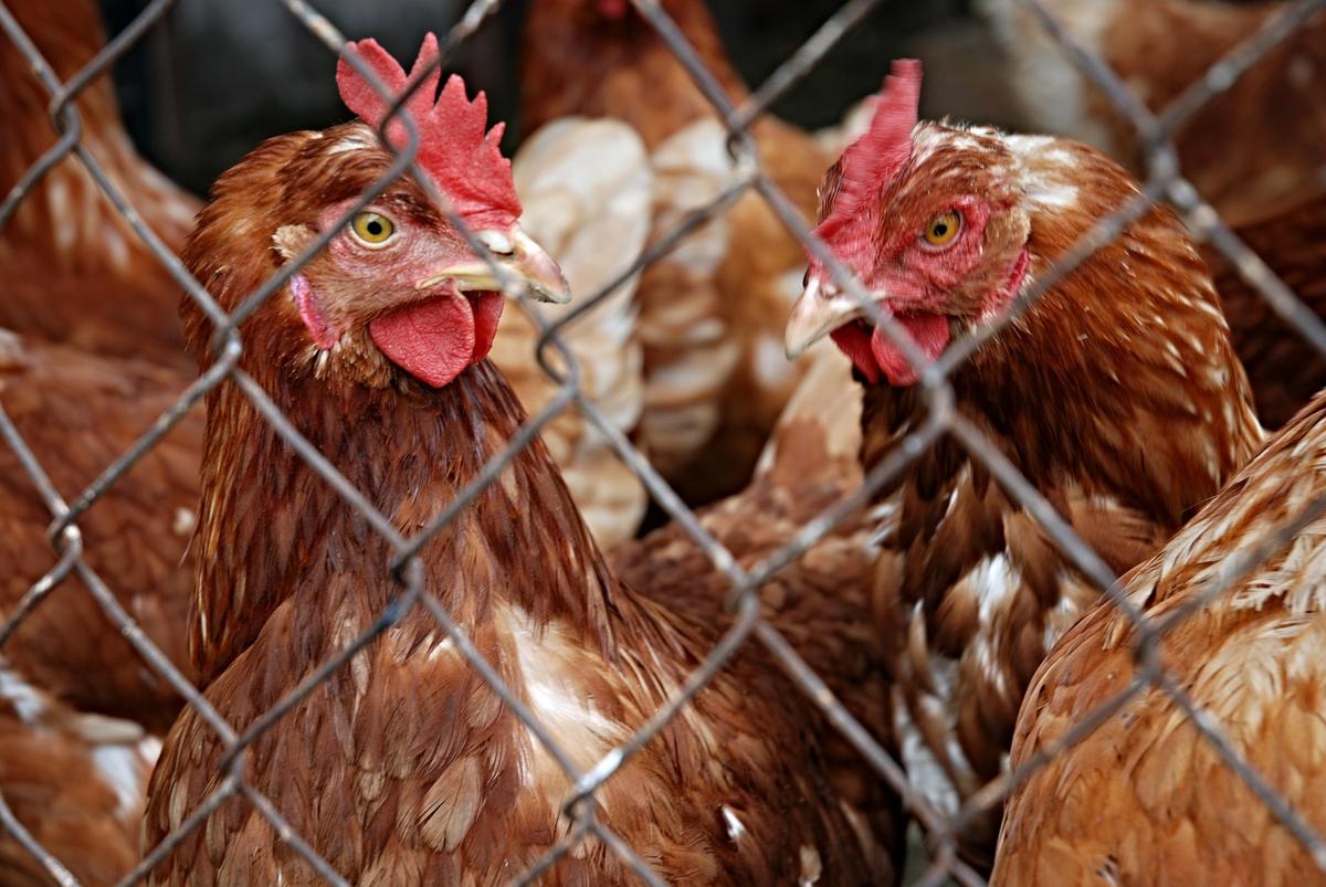 Gloomy Start to Year of Rooster as Bird Flu Hits South Korea