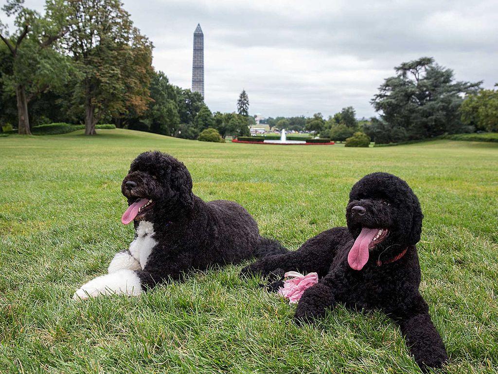 Report: Sunny, Obama’s Dog, Bites Woman at White House