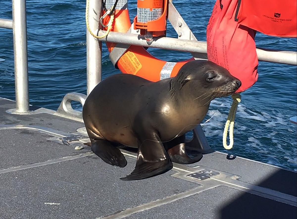 Cutest Captain: Sea Lion Caught in Fishing Gear Hops on Boat