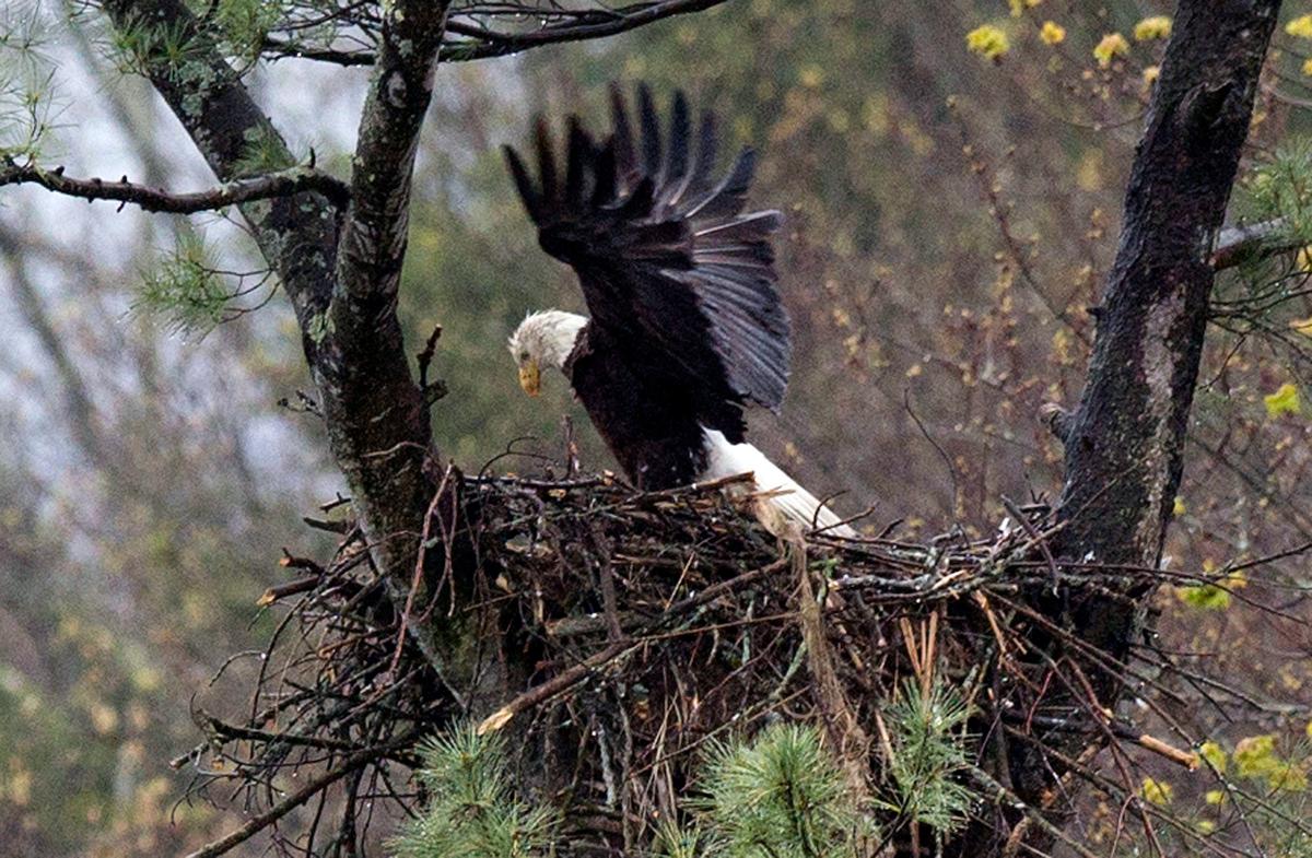 The Bald and the Bold: Eagles’ Resurgence Comes at a Price