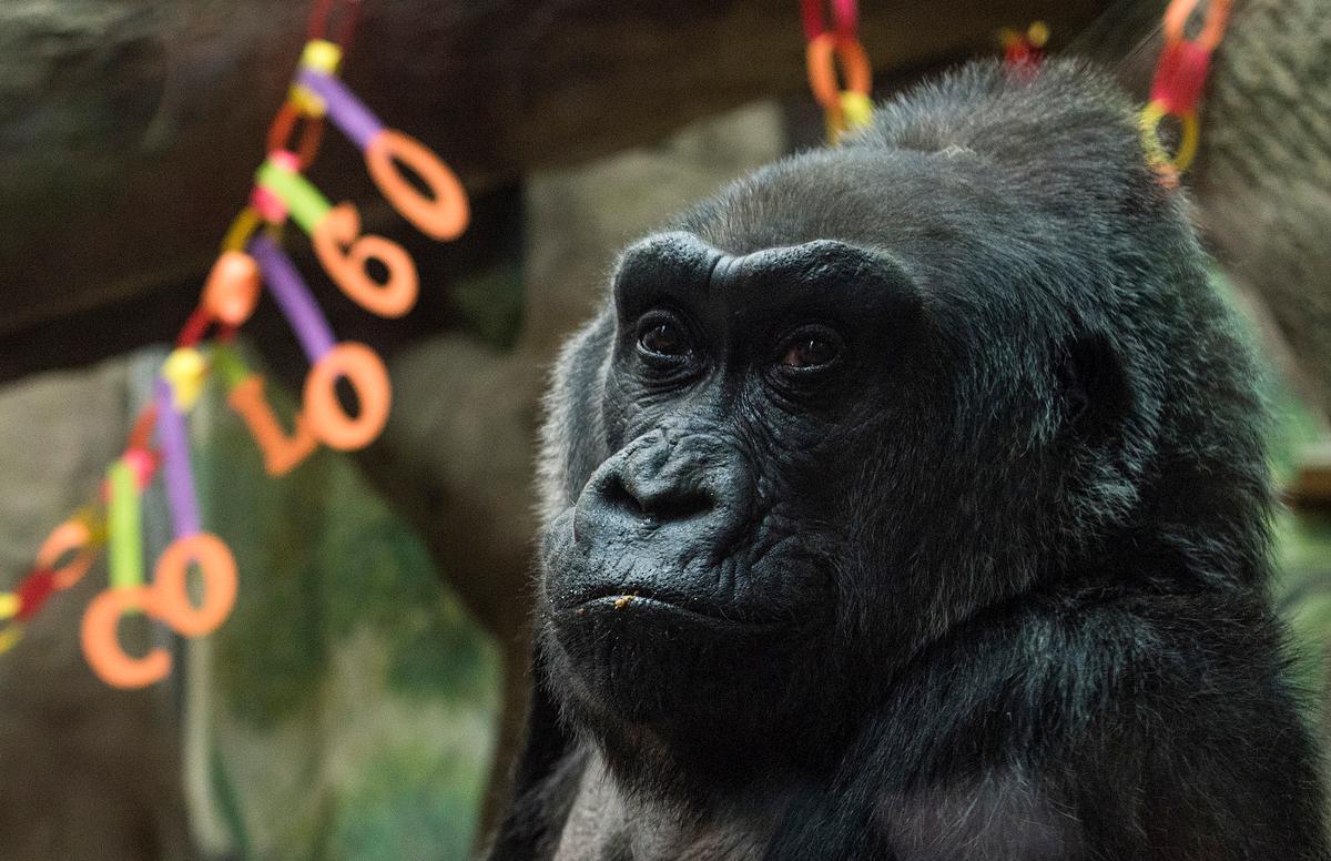 60-Year-Old Gorilla, 1St to Be Born in a Zoo, Dies in Ohio