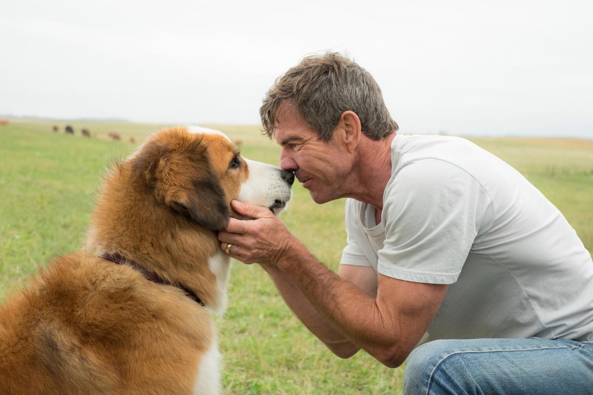 American Humane investigating treatment of dog in film