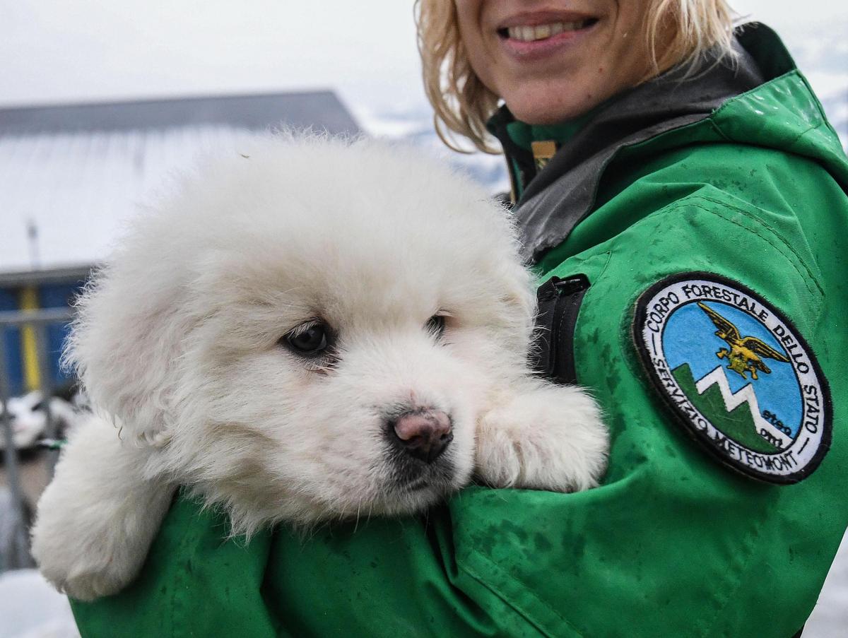 3 Dogs Give Avalanche Rescuers Hope but 20 People Missing