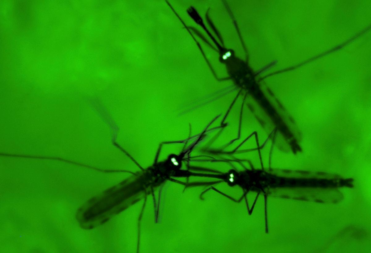 Malaria Parasite May Trigger Human Odor to Lure Mosquitoes