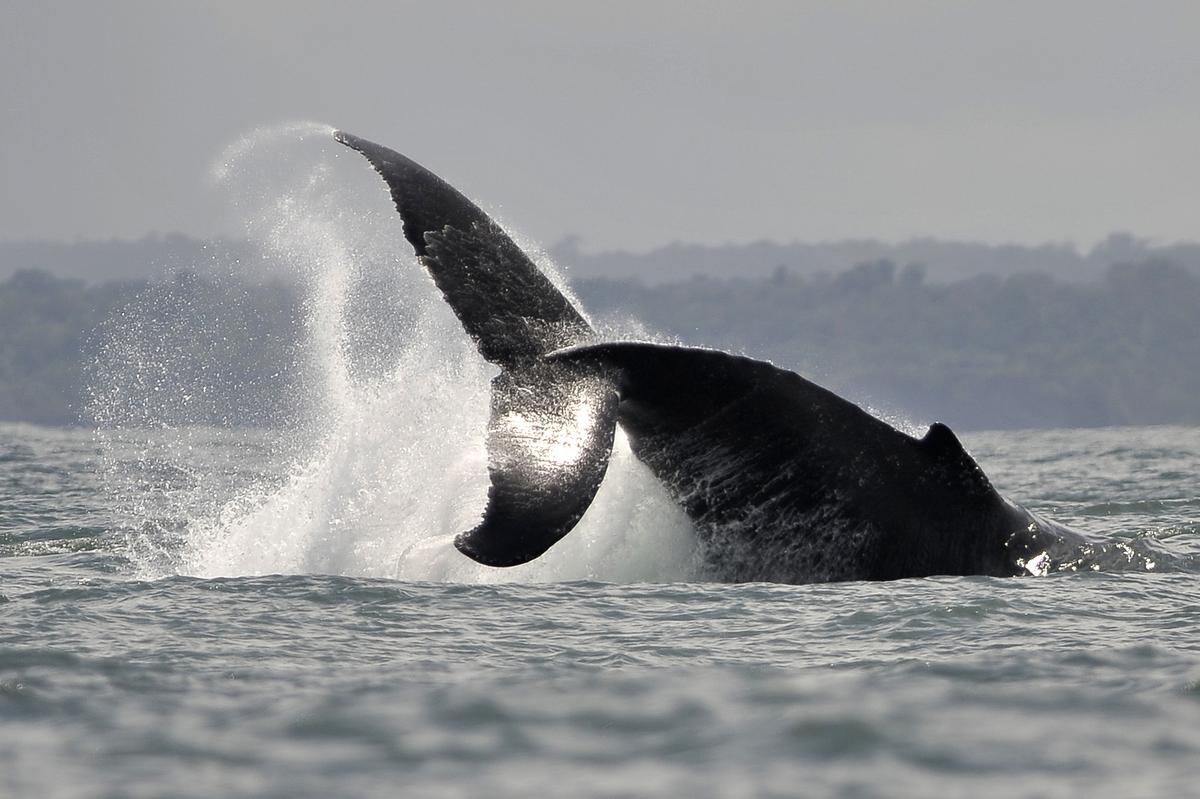 Picture Shows Sea Lion ‘Trapped’ in Mouth of Humpback Whale