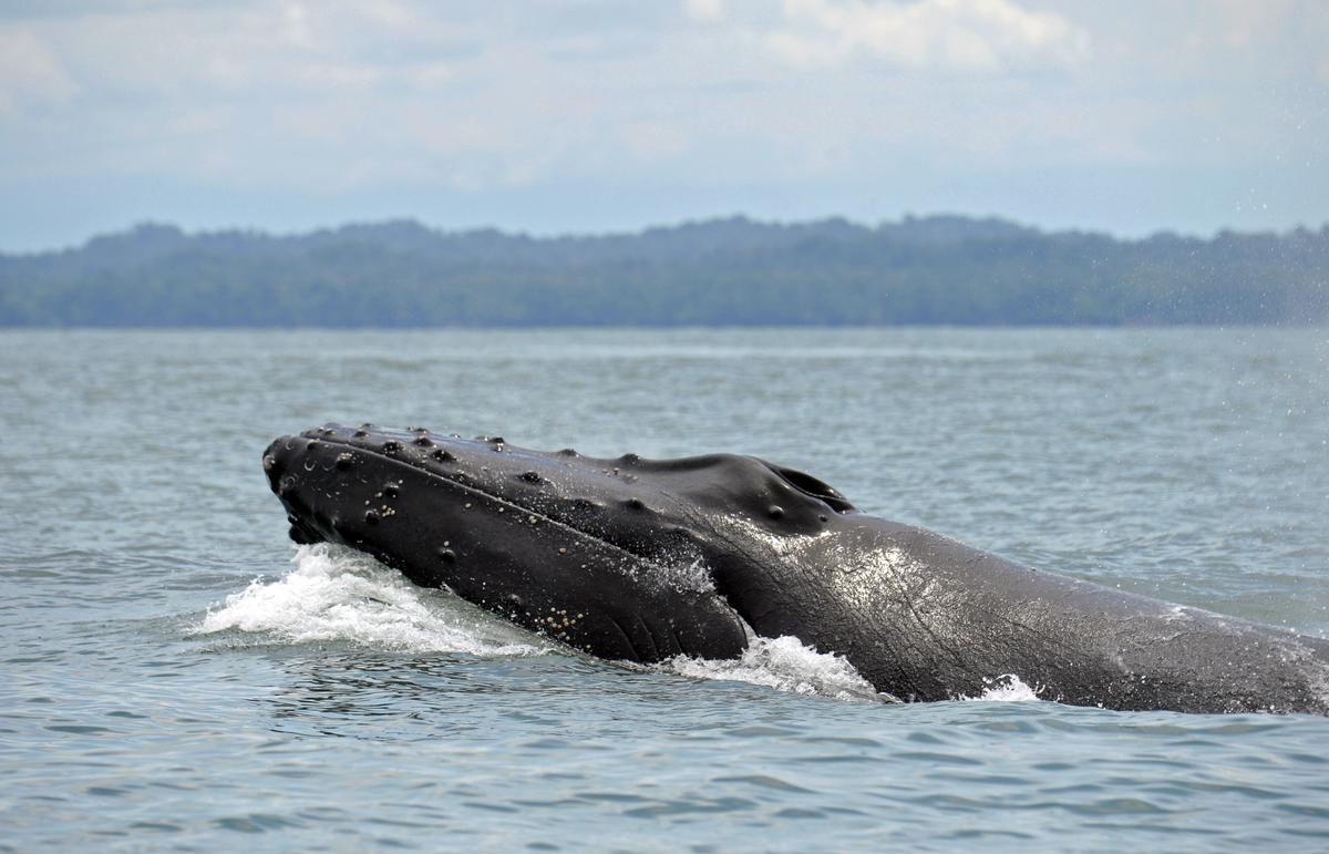 The Soviet Union Killed Tens of Thousands of Whales for Virtually No Reason