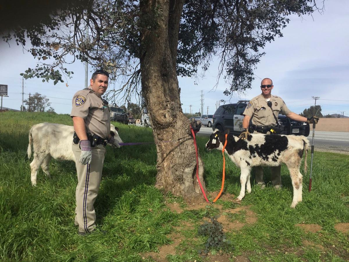 California Police Find 2 Calves Crammed Inside Car