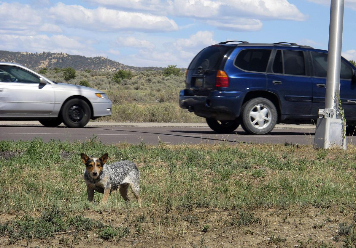 Dog Cull Being Planned on Reserve After Woman Fatally Mauled