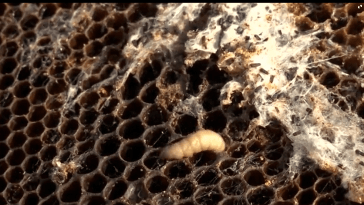 These Moth Larvae Could Help With the World’s Plastic Problem