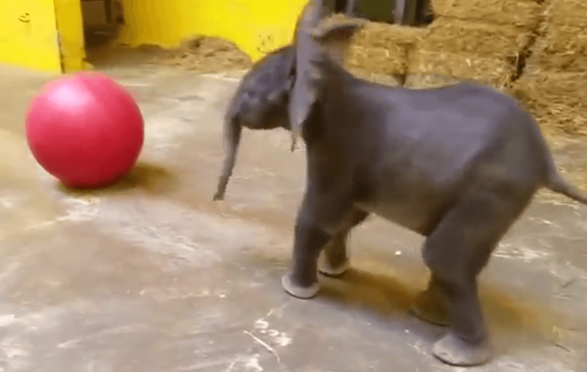 Baby Elephant at Pittsburgh Zoo Thriving Despite Setbacks at Birth
