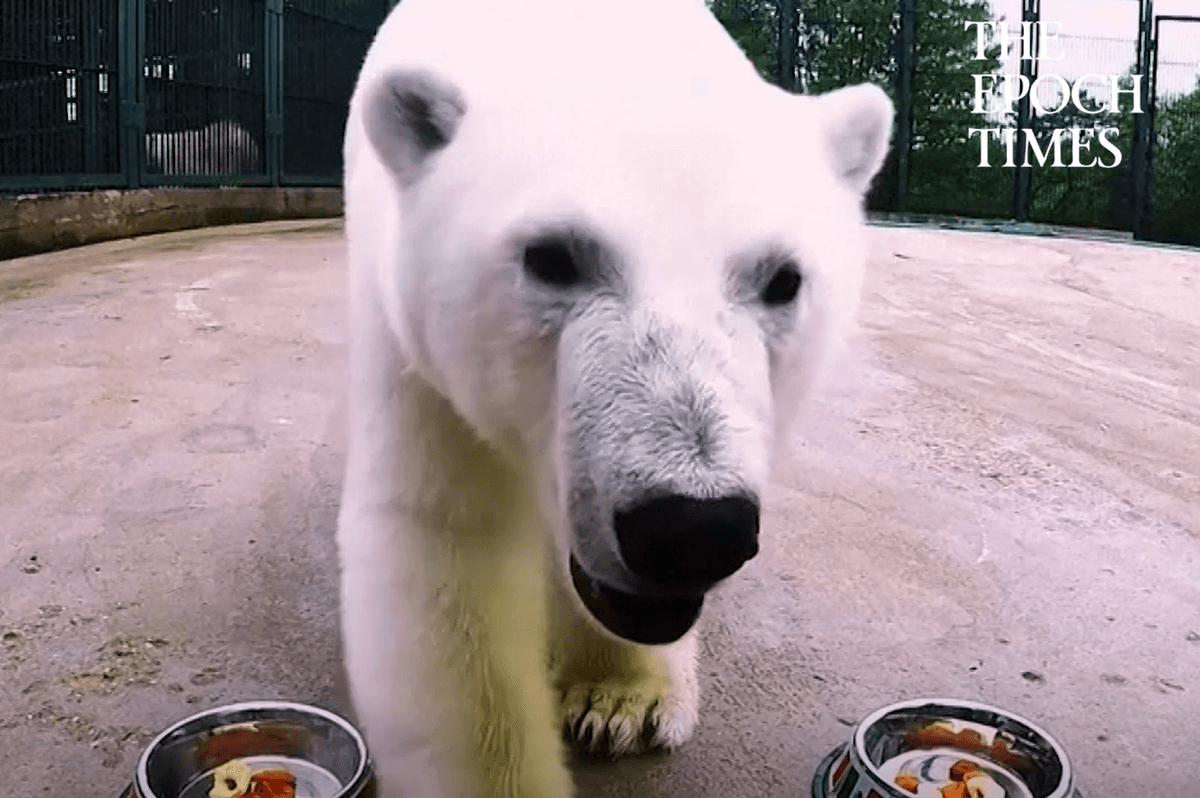 Polar Bear Predicts Confederations Cup Soccer Matches When Given Tasty Treats