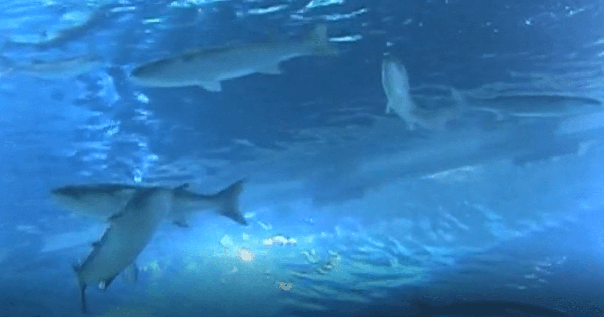 Huge Aquarium Opens in Jerusalem, the First in Israel