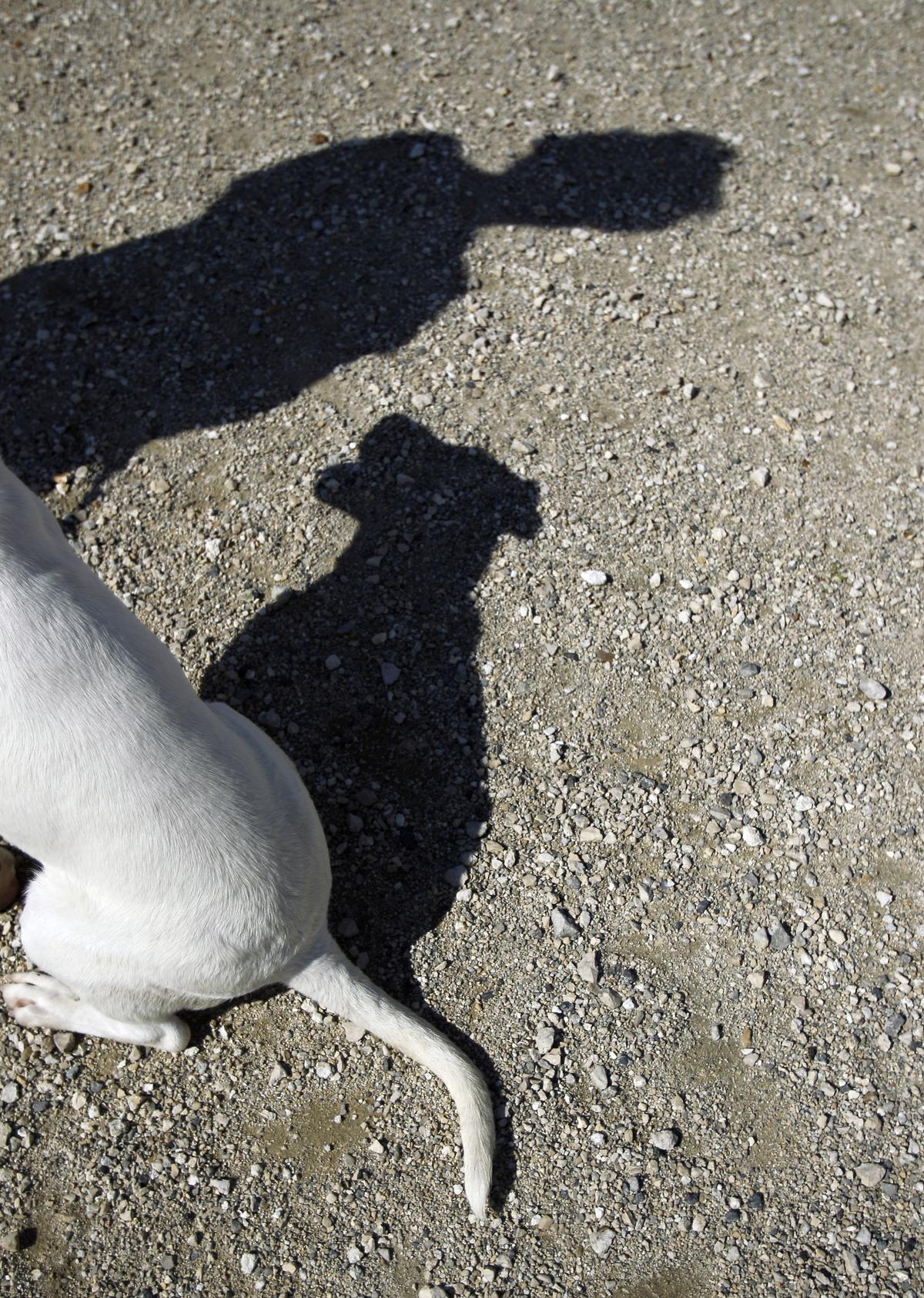 Dog intervenes in abduction of 10-year-old girl