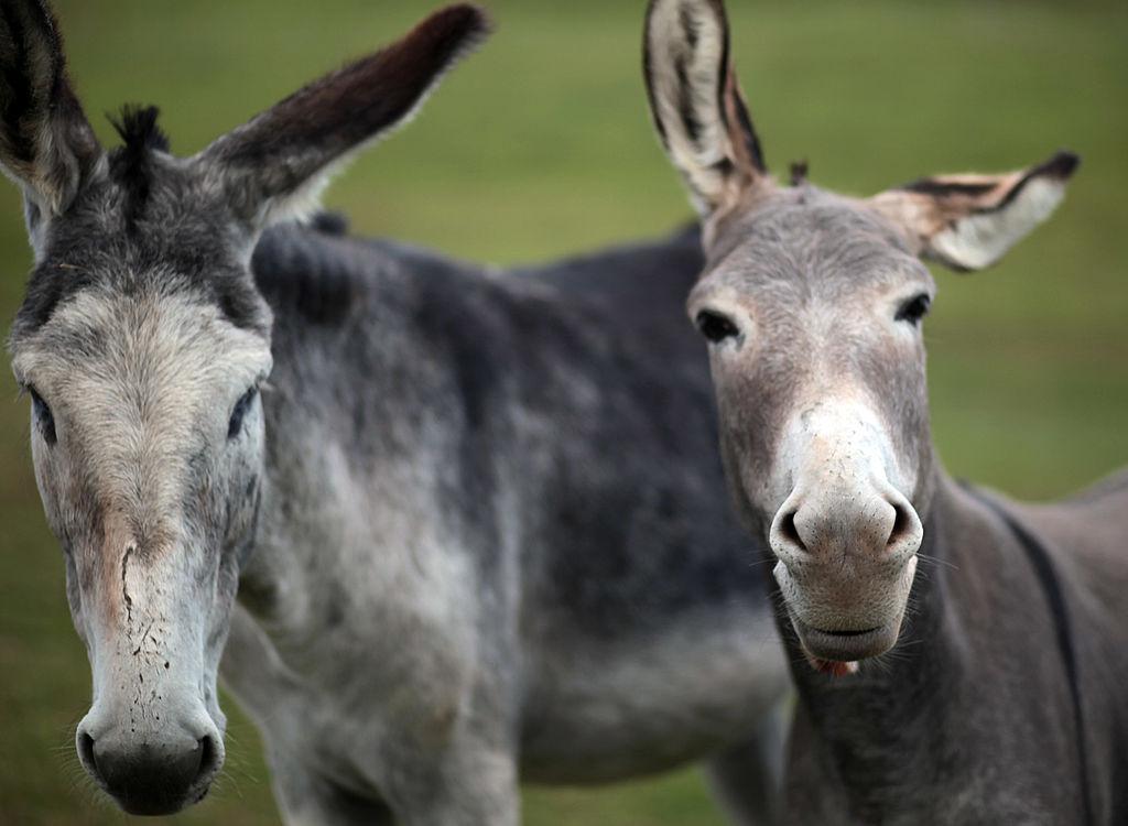 Smugglers Try to Use Donkeys to Drag Mercedes-Benz Across Border