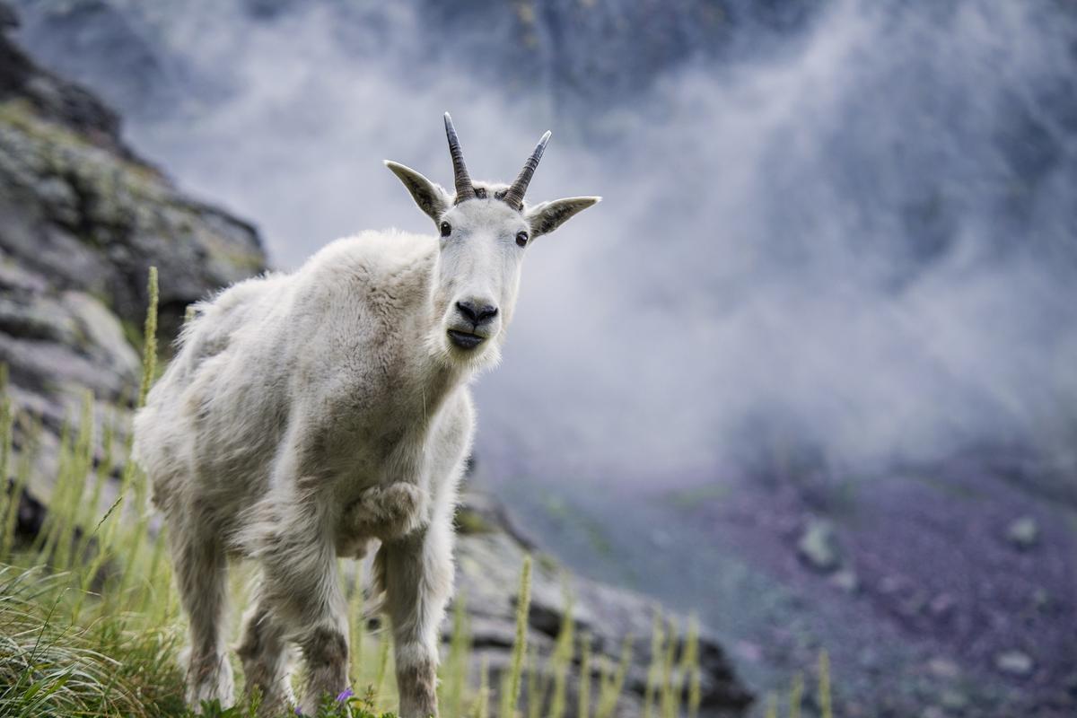 Delicate Balancing Act as National Park Decides Fate of Aggressive Mountain Goats