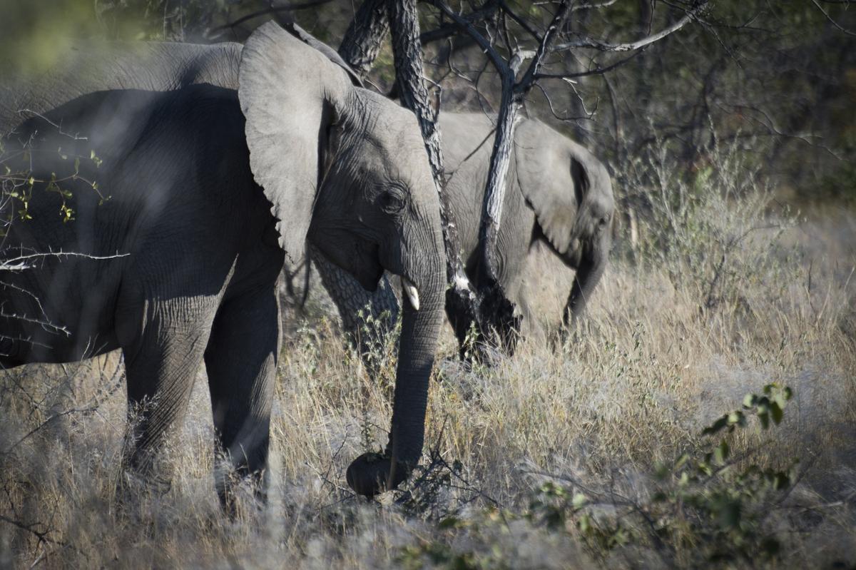 Hunter Trampled to Death by Elephant He Was Trying to Shoot