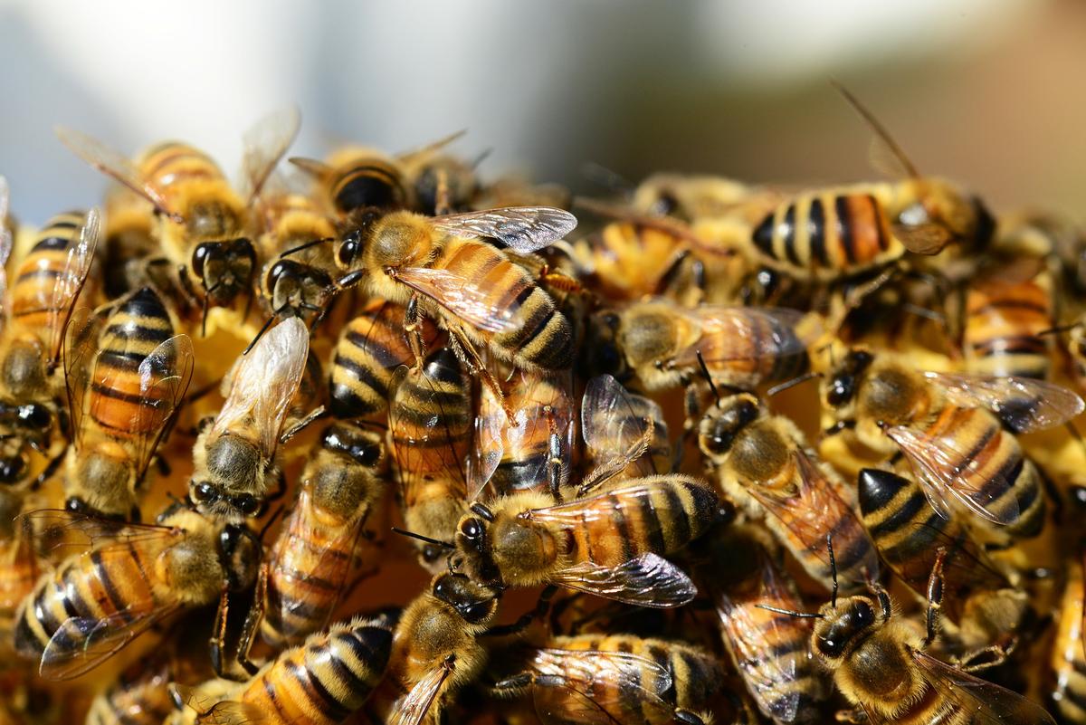 Dozens Attacked, Hospitalized, After Student Knocks Down Bee Hive