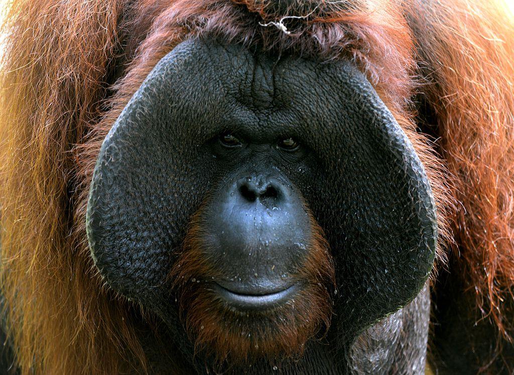 Oldest Male Orangutan in North America Dies at 45