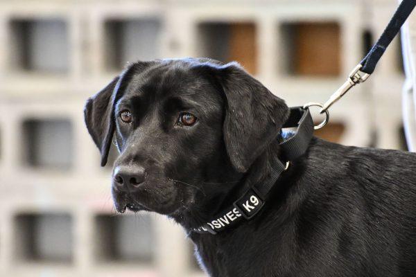 Lulu the labrador was dropped from the CIA's 2017 puppy class. (CIA)