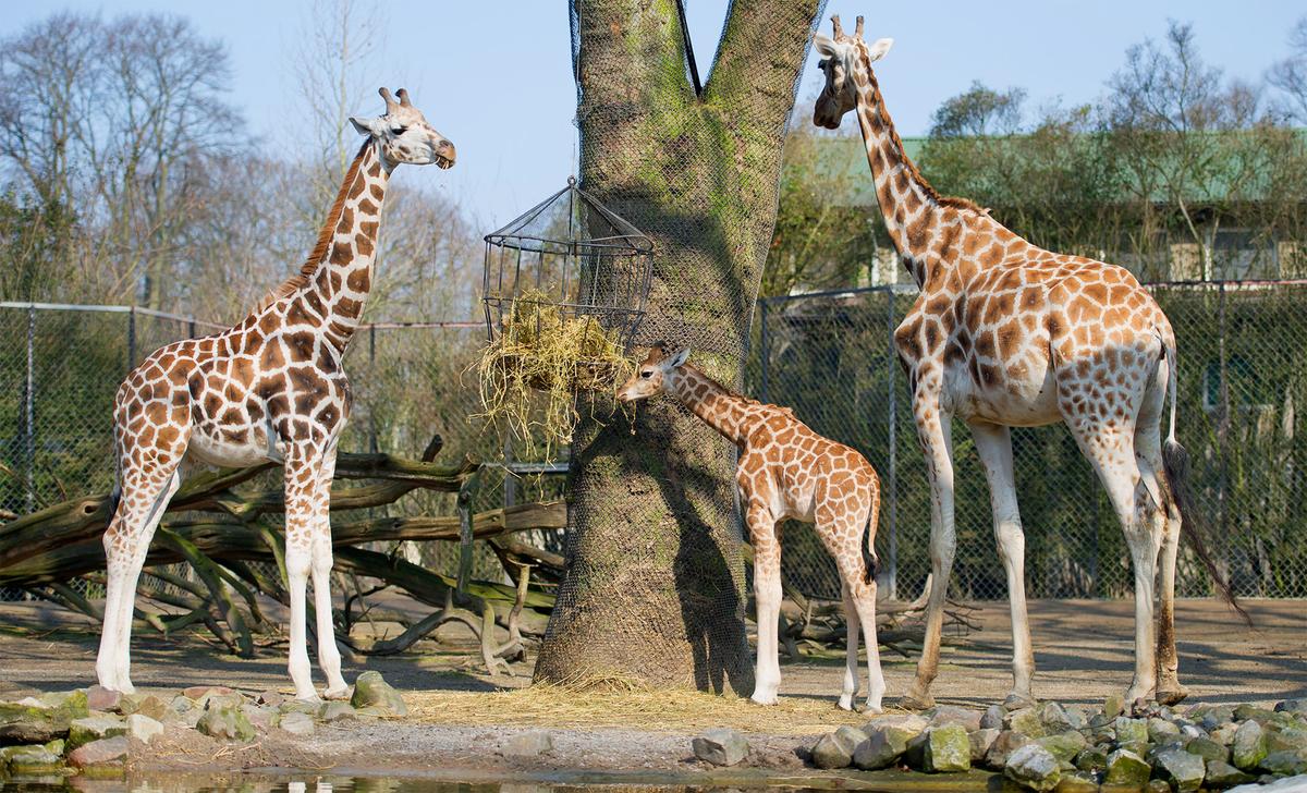 April the Giraffe Might Be Expecting Again