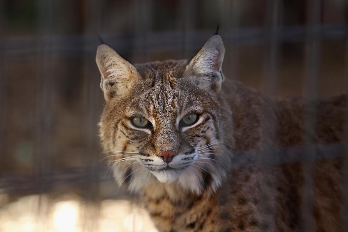 Bobcat Stuck in Grill Miraculously Survives 50-mile Trip