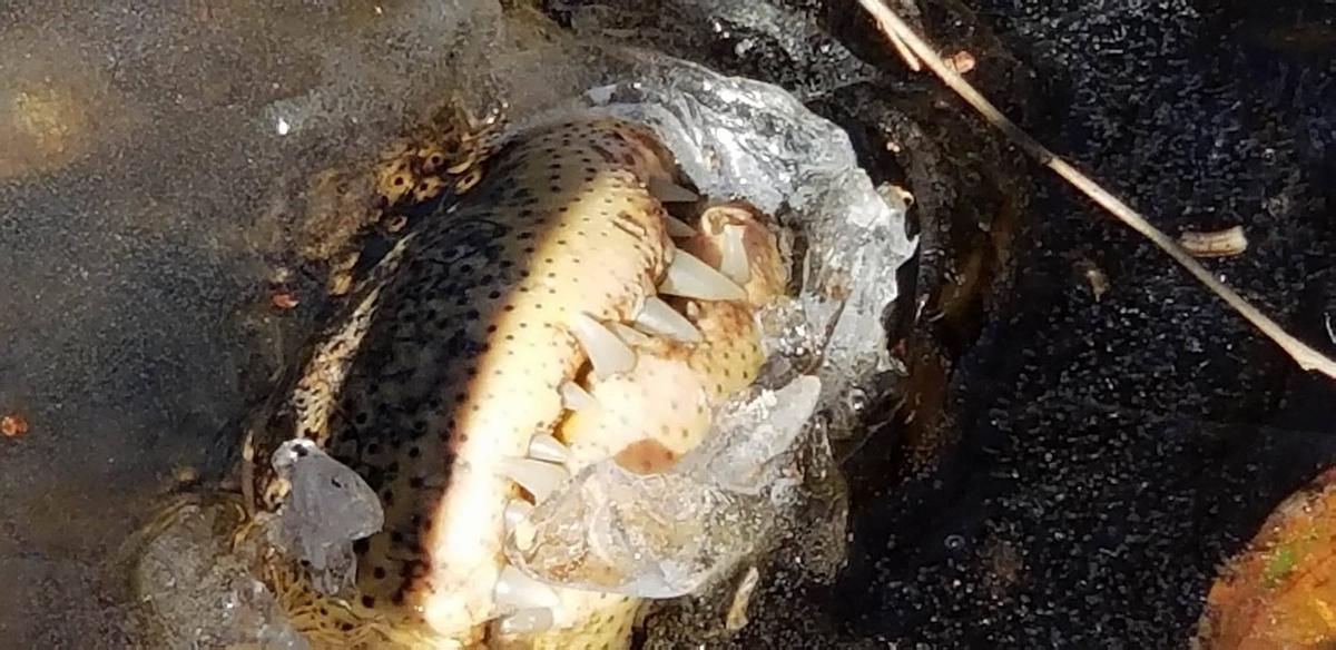 Amazing Video Shows How Alligators Resurrect Themselves After Freezing Solid