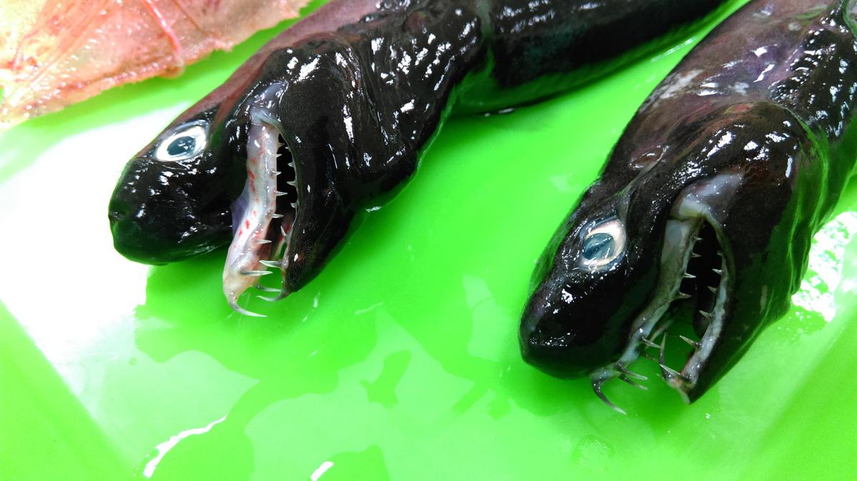 ‘Alien’ Monster Sharks Found Near Taiwan