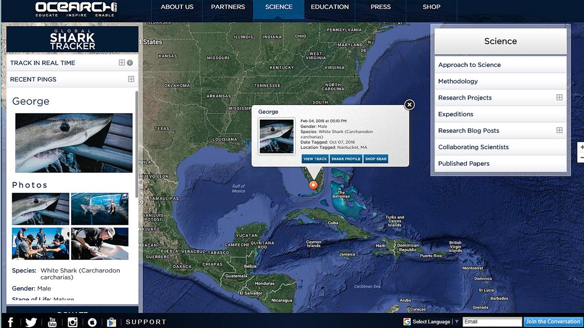 George the Giant Shark Visits Florida for the Winter