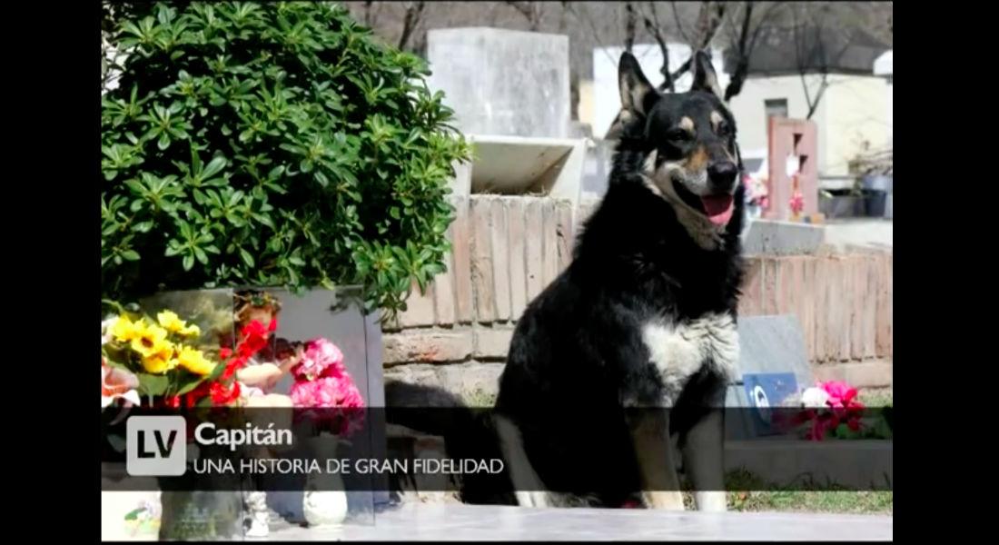 Loyal Dog that Stayed at his Owner’s Grave for 11 Years Passes On