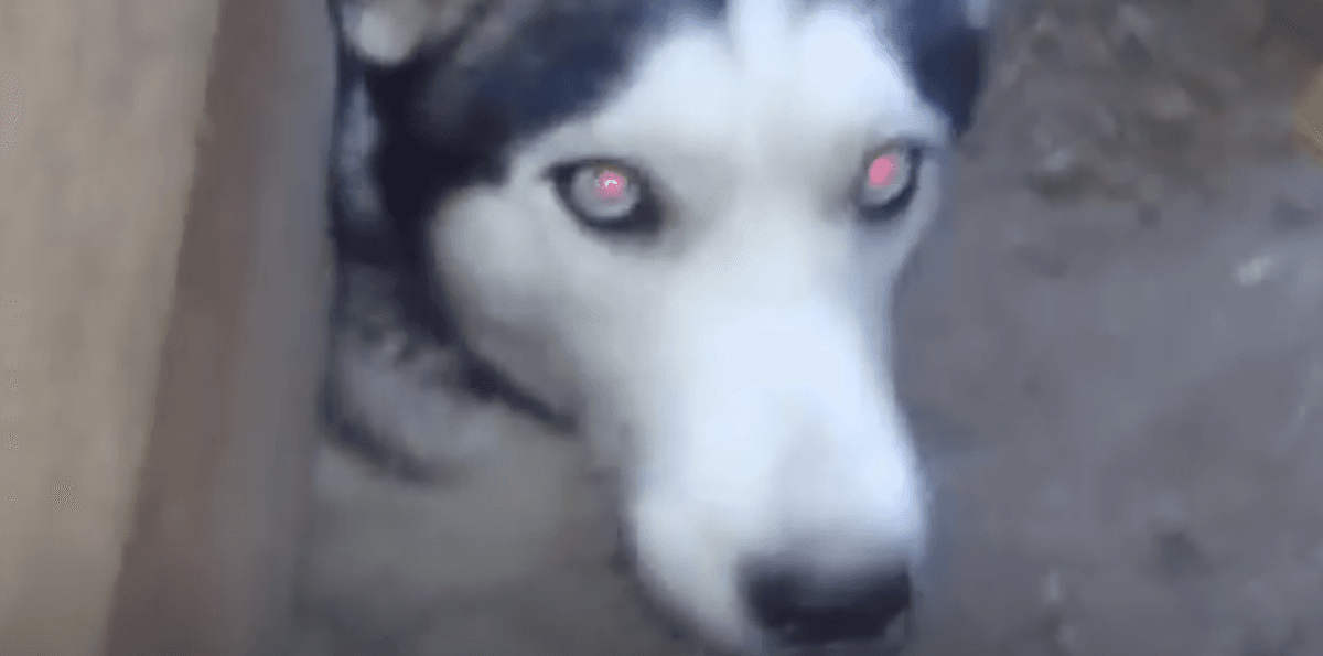 Woman Claims Kennel Gave Owner Dead Dog Wrapped in Tape