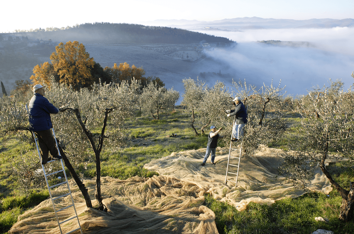 How to Make Superlative Olive Oils: Give Olive Trees a Hard Time