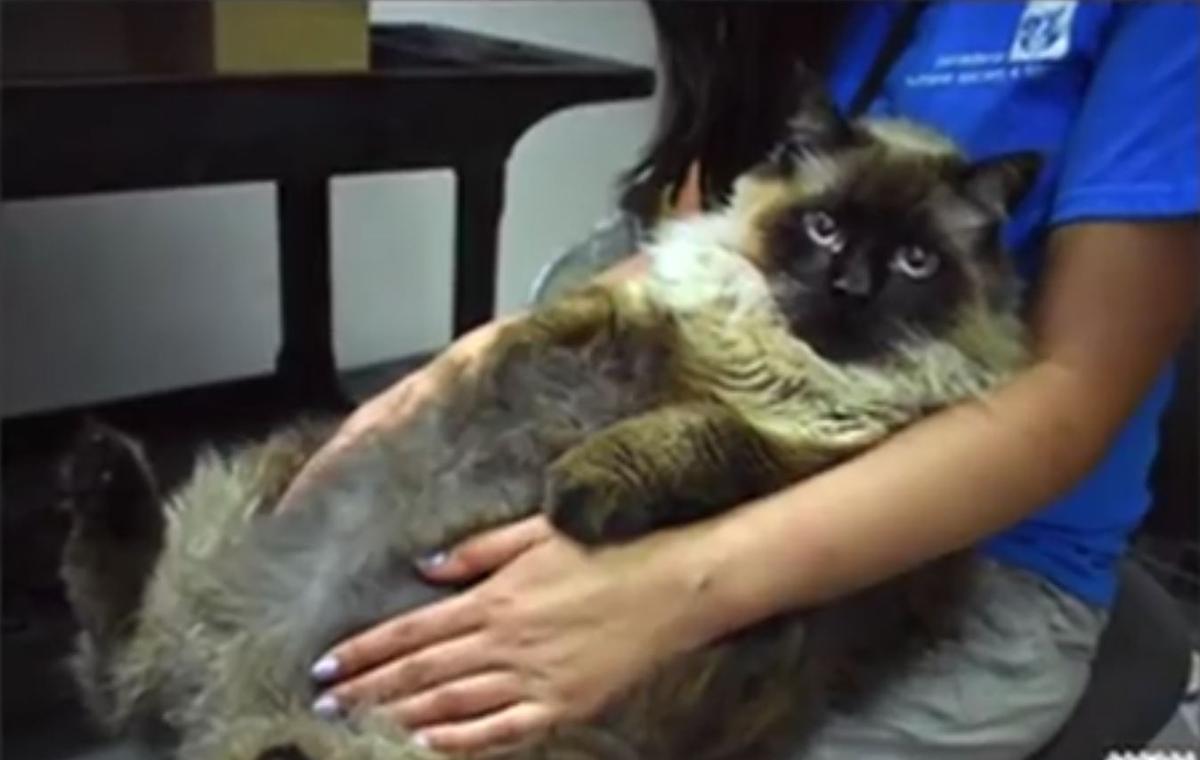 12 Adorable Pets Needed for Pasadena Humane’s 2025 Calendar