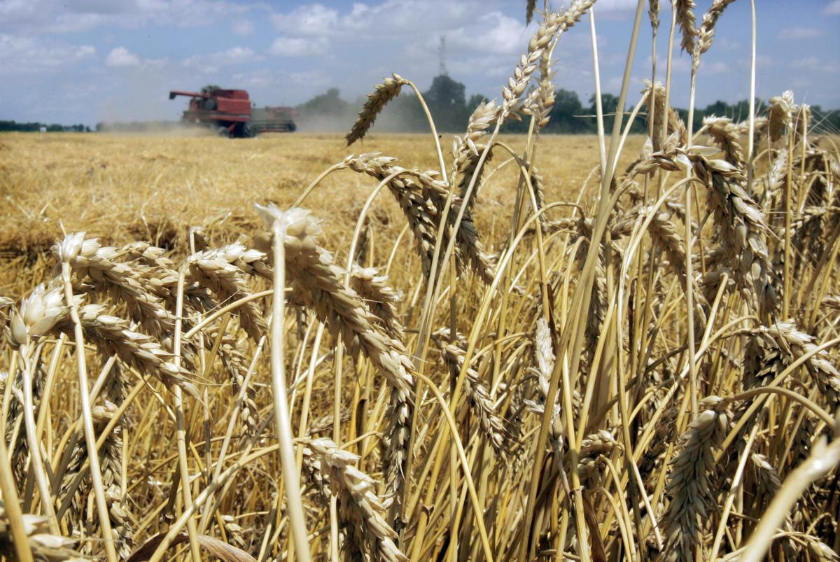 Unapproved Monsanto strain causing concern for Canadian wheat farmers