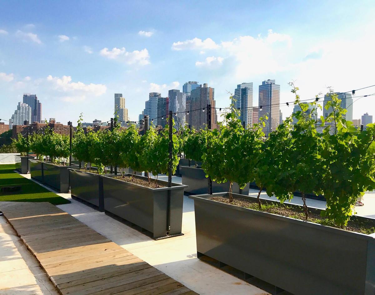 New Yorkers Relax at World’s First Rooftop Vineyard and Winery
