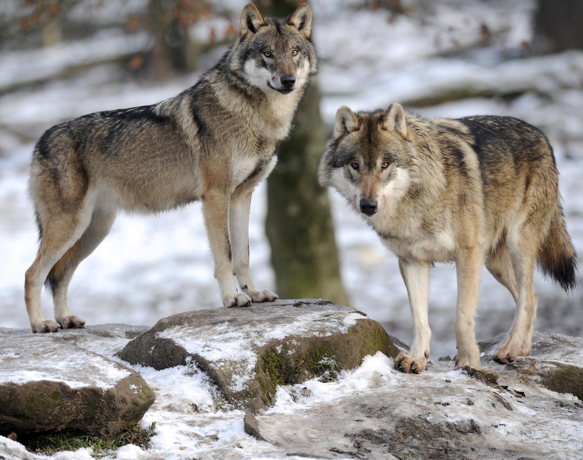 Committee Says It’s Time to Roll Back Endangered Species Protection for the Grey Wolf