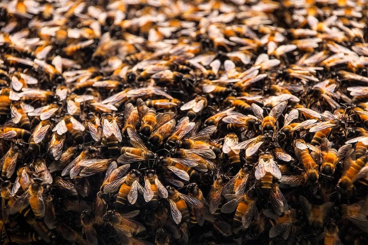 Woman in Critical Condition After Bees ‘Covered Her From Head to Toe’