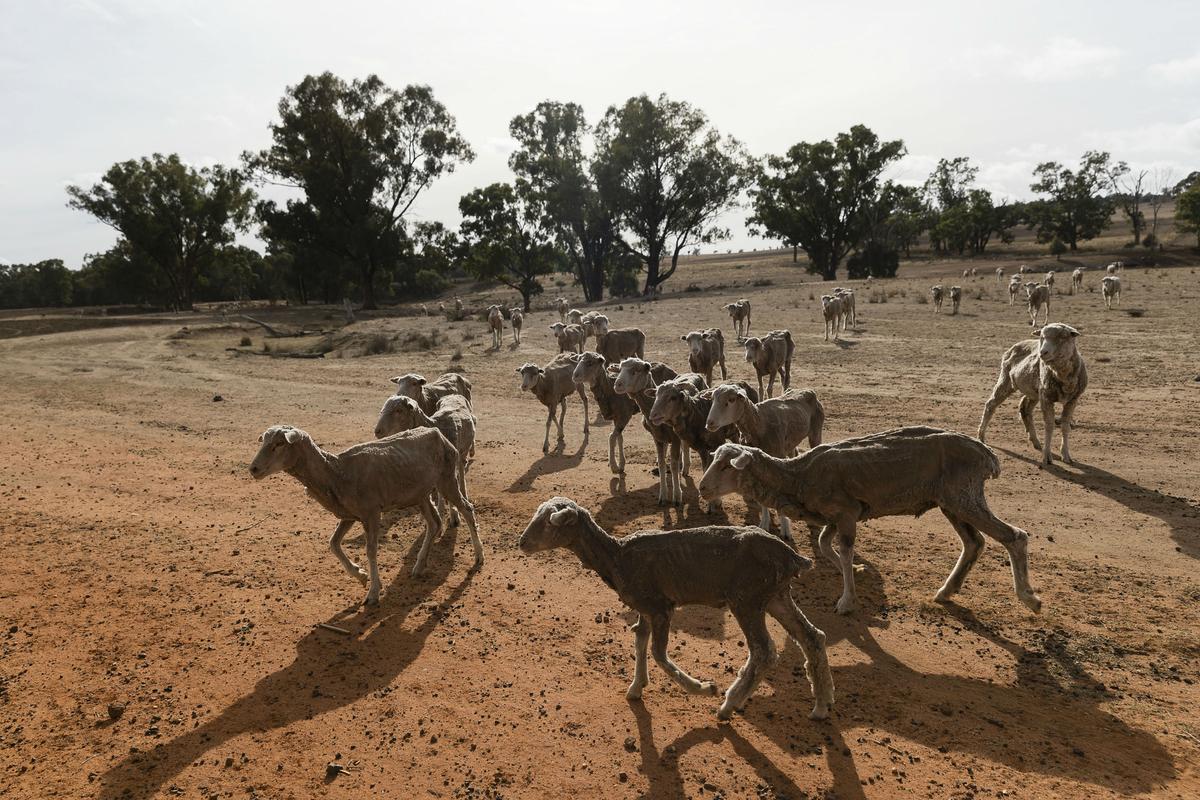NSW Government Announces Extra $500M for Drought Relief