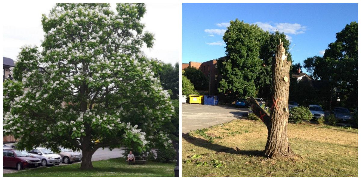 The Sad Reality for Trees at a Time When We Need Them Most