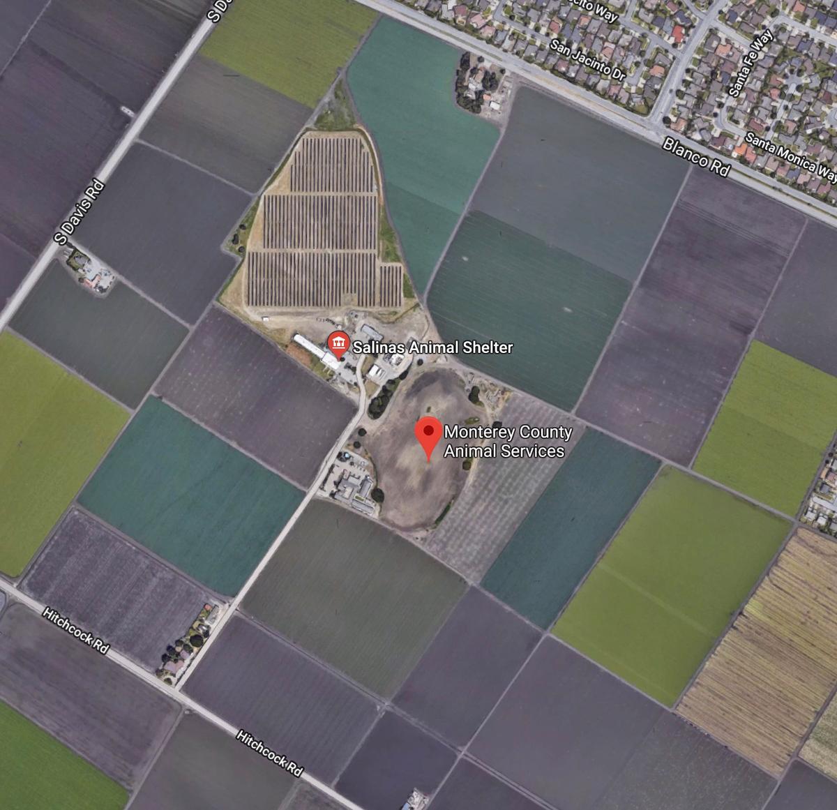 Puppy Stolen From Animal Shelter