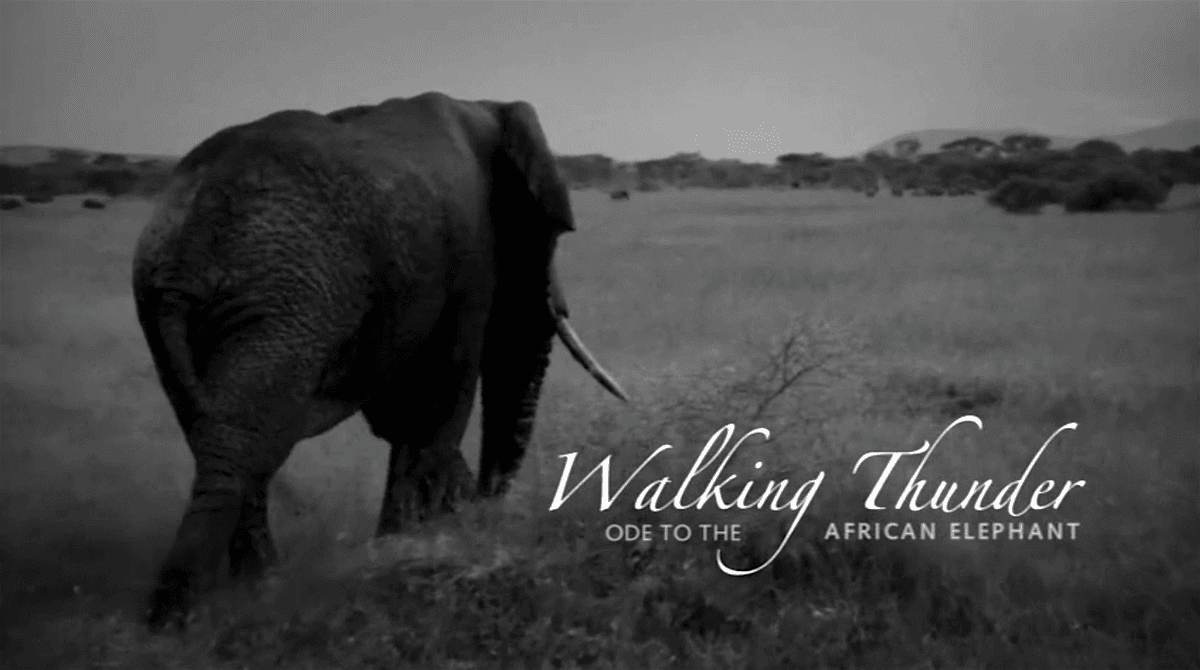 Documentary Captures the Magic and Majesty of the African Elephant