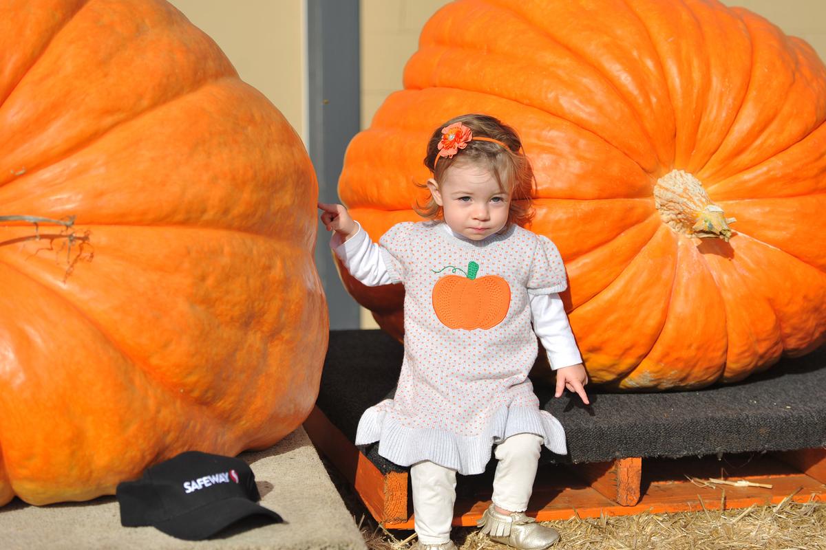 Oregon Man Wins 45Th Annual Pumpkin Weigh-Off in Half Moon Bay