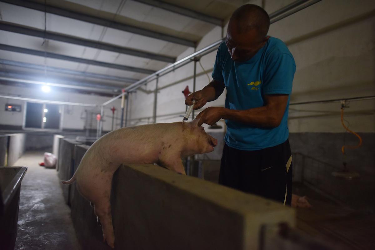China’s Soybean Shortage May Leave Millions of Pigs to Go Hungry