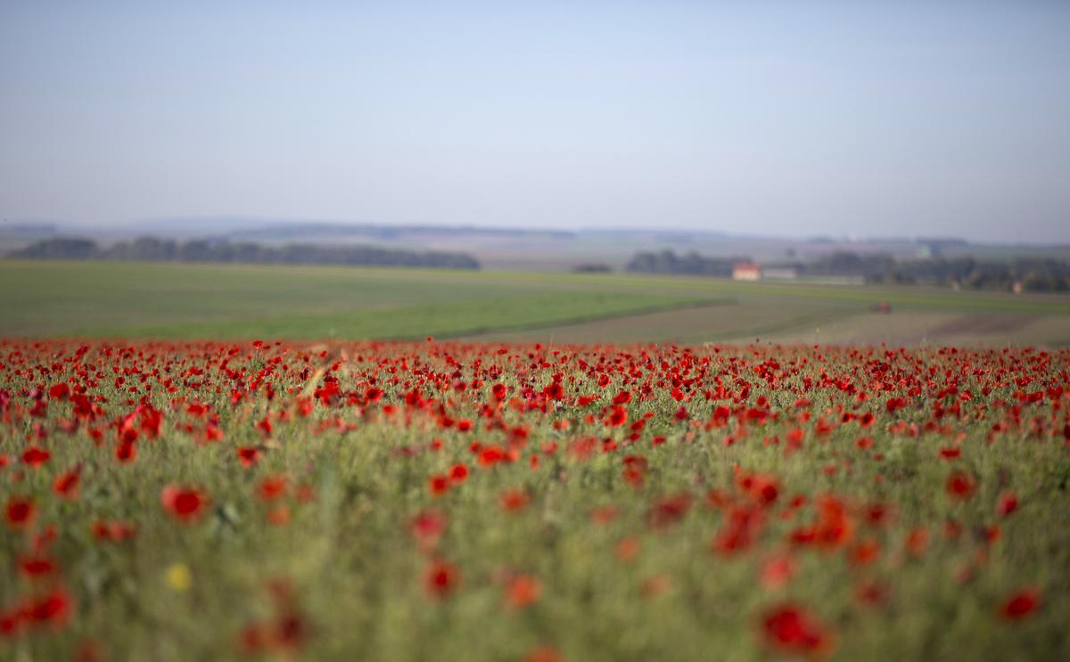 ‘A Piece of Closure:’ Law Students Killed in WWI Called to Bar 100 Years Later