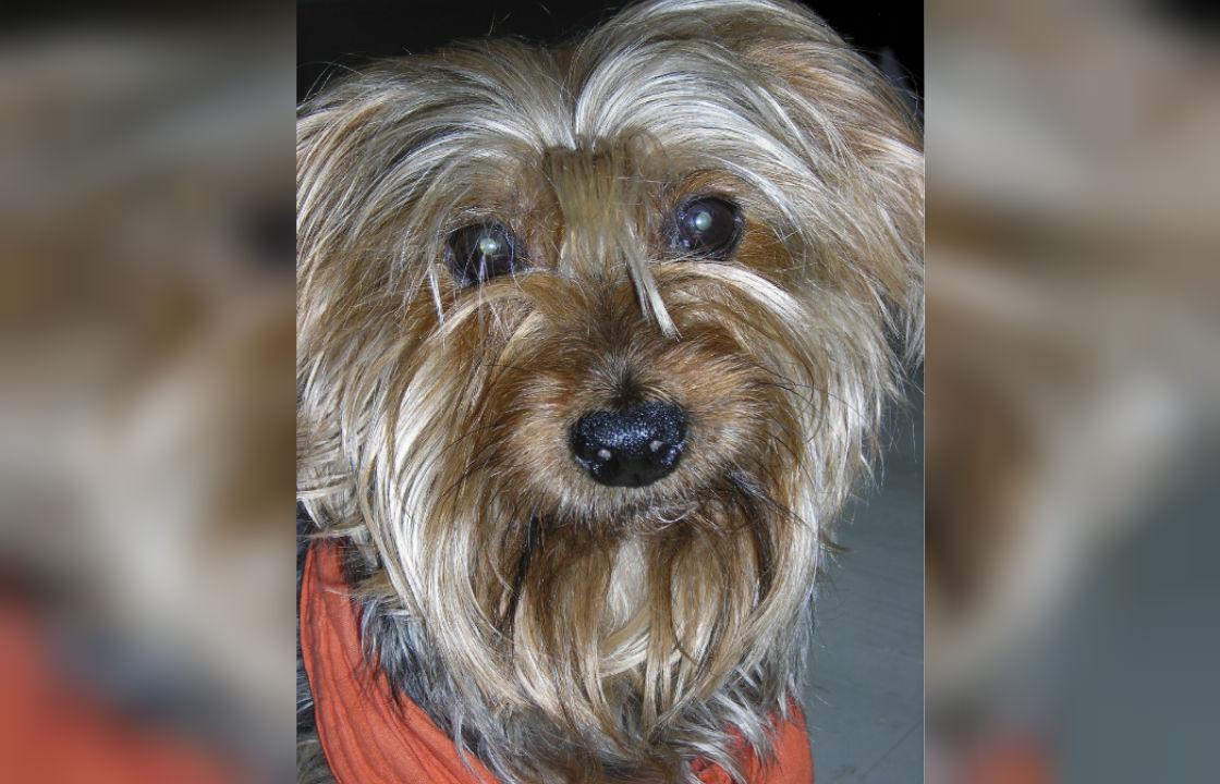 19-Year-Old Yorkshire Terrier Retires From ‘The Nutcracker’