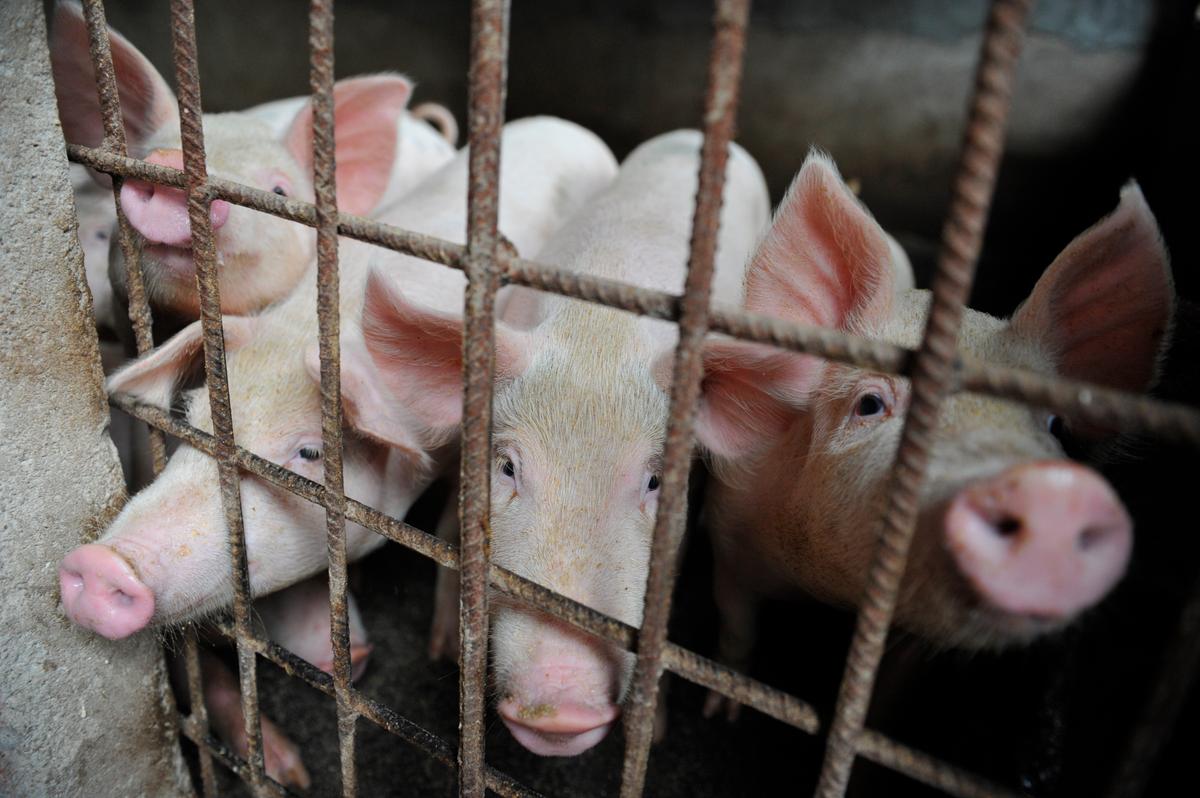 Swine Fever Adds to China’s Economic Headaches