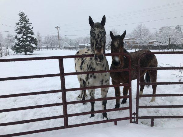 Horses stand over a major winter storm which dropped around 8 inches of snow in Taos, New Mexico, on Jan. 11, 2019. (Reuters/Andrew Hay)